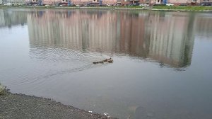 Норильск, озеро Городское (31.07.2024)