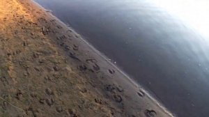 Трудовая рыбалка на сазана. Ловля сазана на Ахтубе. Ловля сазана в сентябре.