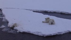 Арктика! Белые Медведи развлекаются!