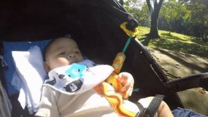 Harvey Inside Stroller Video