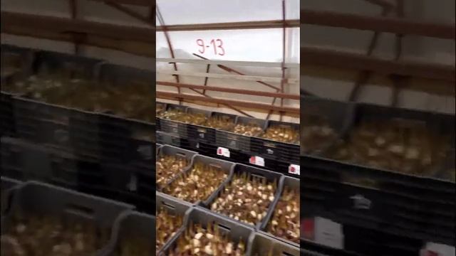 Выгонка тюльпанов смотреть онлайн