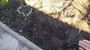 Мыши не будут грызть деревья, если посадить рядом это...