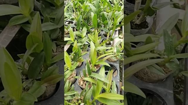 Dendrobium Blue Sakon Spike, Ready Stok.wa 087866178007.
