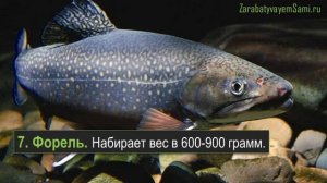 13 видов рыб для разведения в пруду