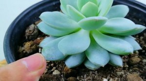 echeveria derenbergii x cante DONSUCULENTO