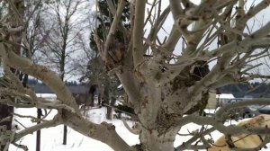 Стрижка деревьев шариком. Деревья на штамбе.