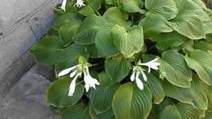 БЕЛАЯ ХОСТА КОРОЛЕВА САДА 2018 год