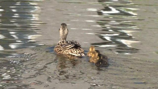 Утка с утятами в парке Александрино, Санкт-Петербург смотреть онлайн