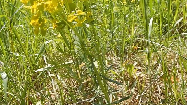 Молочай кипарисовидный (Euphorbia cyparissias) смотреть онлайн