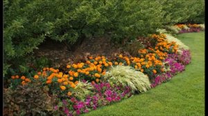 Цветы под деревьями Какие садовые цветы сажают под деревом