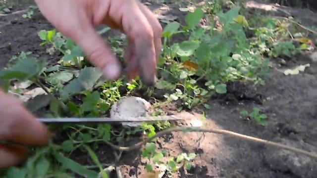 Собираем грибы.( В своём огороде) смотреть онлайн