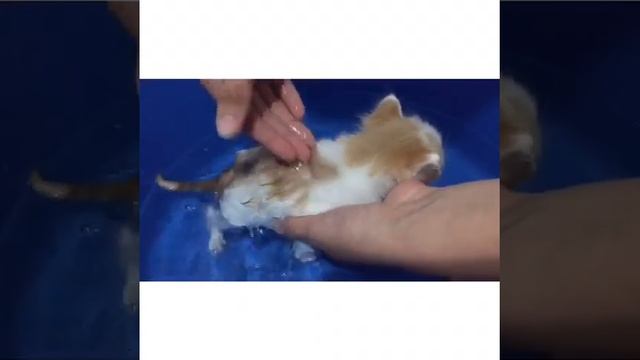 Купаем маленьких котят 1часть смотреть онлайн