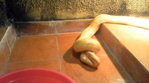 Тигровый питон съедает мышь