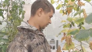 Итоги выращивания огурцов на гидропонике в теплице, анонс новых экспериментов