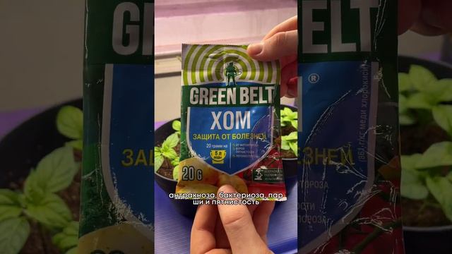 Лучшее средства от всех видов гнилей.#растения #огород смотреть онлайн