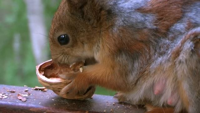 The squirrel and a nut | Белка Соня и грецкий орех смотреть онлайн