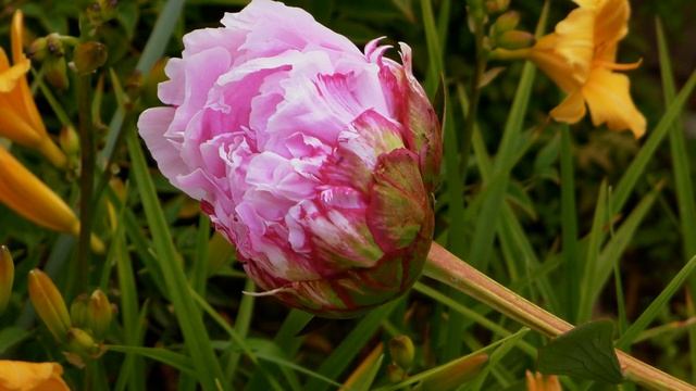 BEAUTIFUL SONOMA COUNTY CALIFORNIA COUNTRY FLOWER GARDENS смотреть онлайн