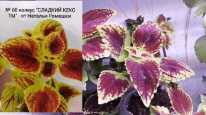 Колеусы - зимой и летом!