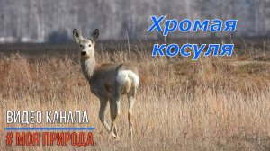 Хромая косуля