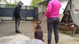 Учу собаку атаковать по команде (Фас, Чужой, Взять).
