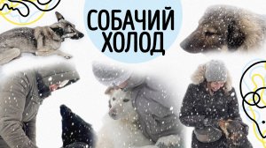 Собачий холод // Бирюлёво // Сети Добра
