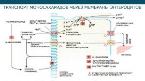 Обмен углеводов (лекция 8)