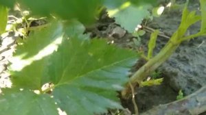 Зацвела ежевика! отщипывать или нет побеги замещения?