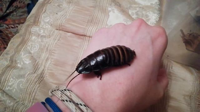 Мадагаскарский таракан по кличке Кобальт смотреть онлайн