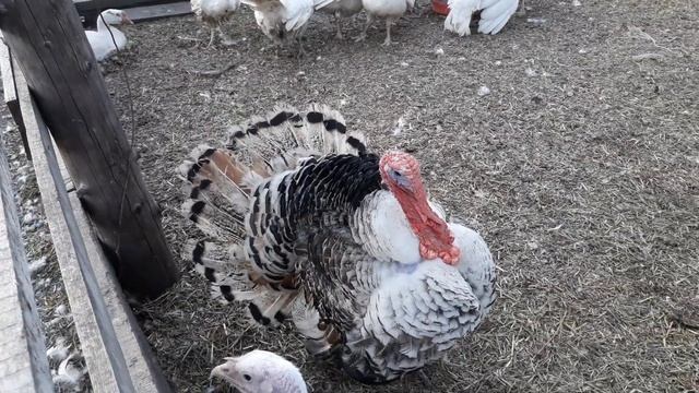 Индюк домашний и индейка бройлерная! Оплодотворение! смотреть онлайн