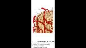 § 18 Скелет. Строение, состав и соединение костей