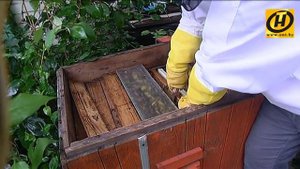 Пчелы, пчелолечение, мед и прочие секреты пчеловодства