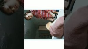 Уход за щенком пуделя после прогулки