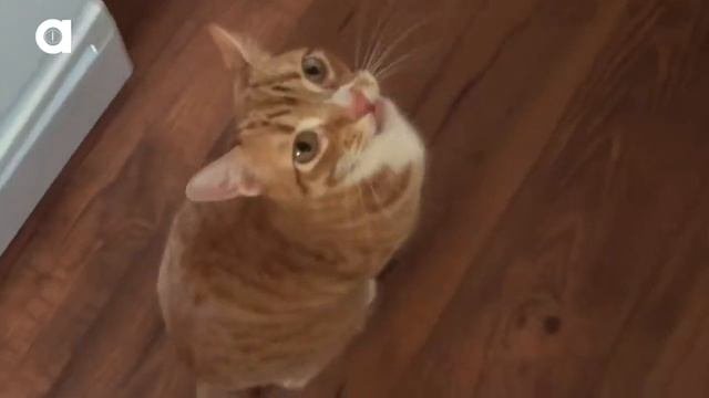 Кошки микс  Смешные голоса кошек  Прикольные животные для детей
