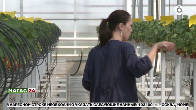 Сертификация тепличного комплекса "Кантышевский"