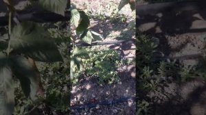 Добросовесный обзор сортов малины, Примара, Джоан Джей и Маравила(оригинал)