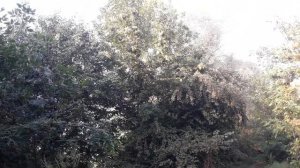 Мироновское водохранилище(пгт.Мироновский 25.08.2021.)