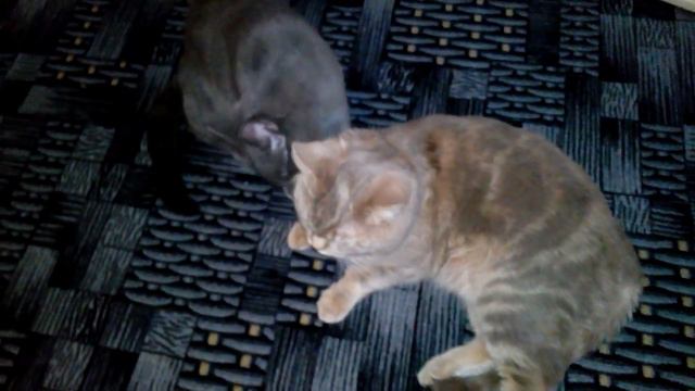 кот и кошка. Ласки котэ