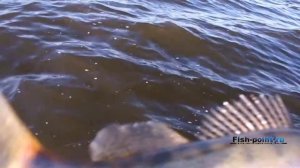 Fish-Point.ru. Рыбалка на Сурском водохранилище. Судак на поролонку