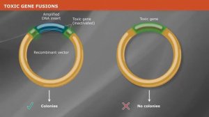 The NEB PCR Cloning Kit Story