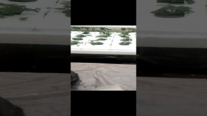 Клубника на минеральной вате.Про полив клубники.3gp