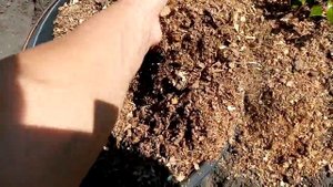 ГОЛУБИКА.  Подкормка и Уход за ГОЛУБИКОЙ в Августе Месяце.     15 августа 2021г.