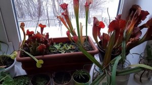 Укоренение непентеса ( как выгледят черенки спустя 2 месяца)