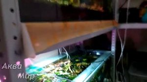 Обзор моего стеллажа для аквариумов
