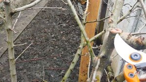 Принципы обрезки Плодовых деревьев. ТОЛЬКО ЛИЧНЫЙ ОПЫТ!!!