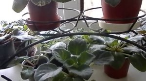 ФИАЛКИ НА СЕВЕРНОМ ПОДОКОННИКЕ