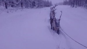 Перегон оленей / Шурышкарский район