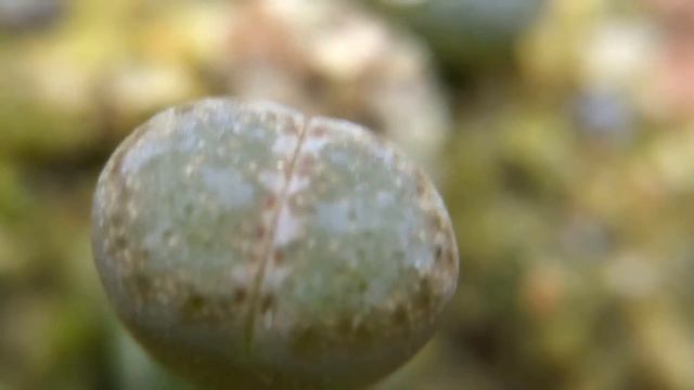 Lithops julii ssp. fulleri v. fulleri C062 4 Months Old