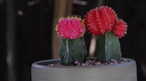 Gymnocalycium mihanovichii "Moon Cactus"