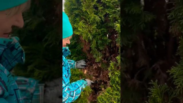 Чистим тую осенью — готовим к зиме #сад #огород #дача #туя #подготовкакзиме
