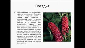 Буддлея Давида